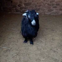 بزغاله ماده