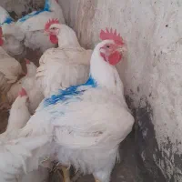 مرغ گوشتی