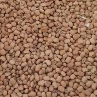 لوبیا  تمیز درجه یک دره شهر