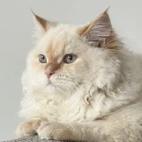 گربه ی پرشین واسکاتیش