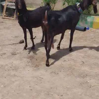 دوراس شاه بز پاکستانی خوشگل جوون