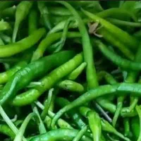 فلفلتندوشیرین.تخممرغ