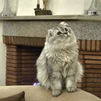 گربه نر جفت گیری لانگ هیر