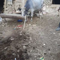 گاو ماده