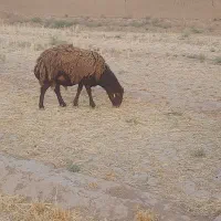 قوچ افشاری