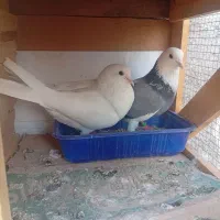 کبوتر یا کفتر