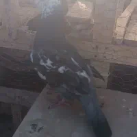 کبوتر مست