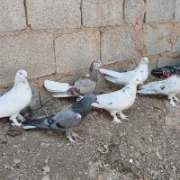 کبوتر اصفهانی سفید قدیمی