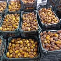 رطب کبکاب تازه