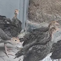 جوجه بوقلمون برنز انگلیسی
