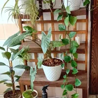 استند گل چوب روس