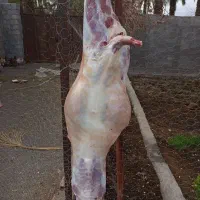 سلاخ گوسفندی