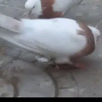 کفتر کبوتر گمشده