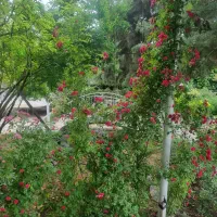 سرایدار باغ