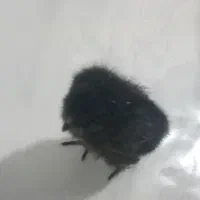 جوجه رسمی