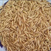 برنج طارم چلتیک