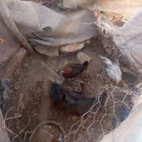 جوجه