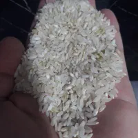 برنج چمپا و هاشمی اصل