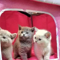 بچه گربه های اسکاتیش و بریتیش