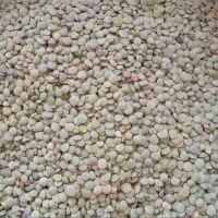 عدس یک دست