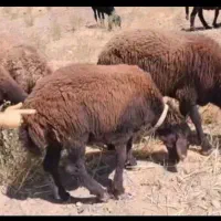 بره ماده همو