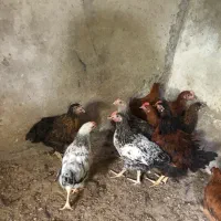 جوجه ۳ ماهی بالغ