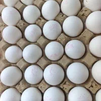 پخش تخم‌مرغ تاریخ روز