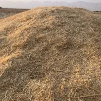 کاه گندم