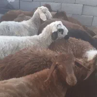 بره نر پای پروار(دامداری برادران اکبرپور)|حیوانات مزرعه|مشهد, توس فردوسی|دیوار