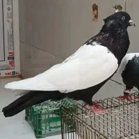 سینه سیاه قواره دار