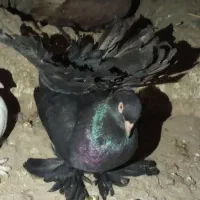 کبوتر سرخ صرب دم چتری طوقی شامپیون بلژیکی سینه