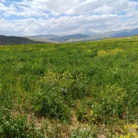 زمین دیم بزرگ‌آباد8طناب