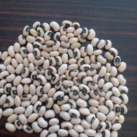 لوبیا چشم بلبلی