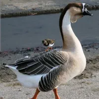 جوجه قو غاز