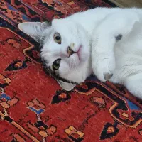 گربه ماده ۶ ماهه