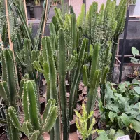 گل و گیاه افربیا ایجنت و اره ای