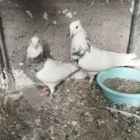 طوقی.