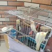 عروس هلندی سخنگو