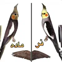 عروس هلندی پیدا کردم