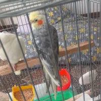 پرنده|پرنده|اراک, |دیوار