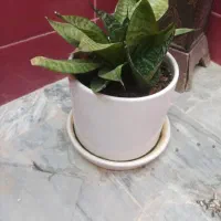 گل آپارتمانی