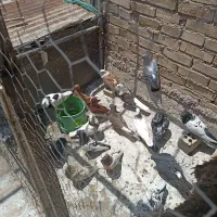 کفتر|پرنده|باوی, |دیوار