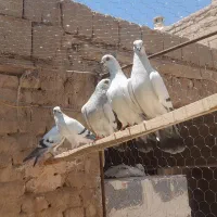 ۴تا هلندی شامی درجه یک