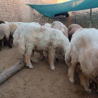 بره تمام پروار