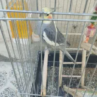 عروس سخنگو