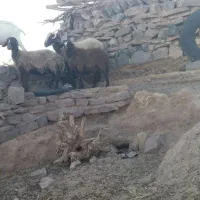 بزومیش
