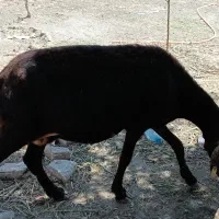 میش دوساله