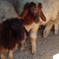 بره
