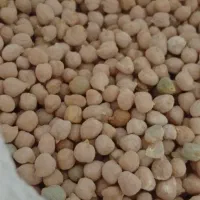 فروش 200 کیلو نخود