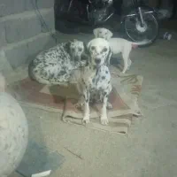 سگ دالمیشن